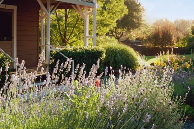 Mountain Vista Farm residential treatment campus in California