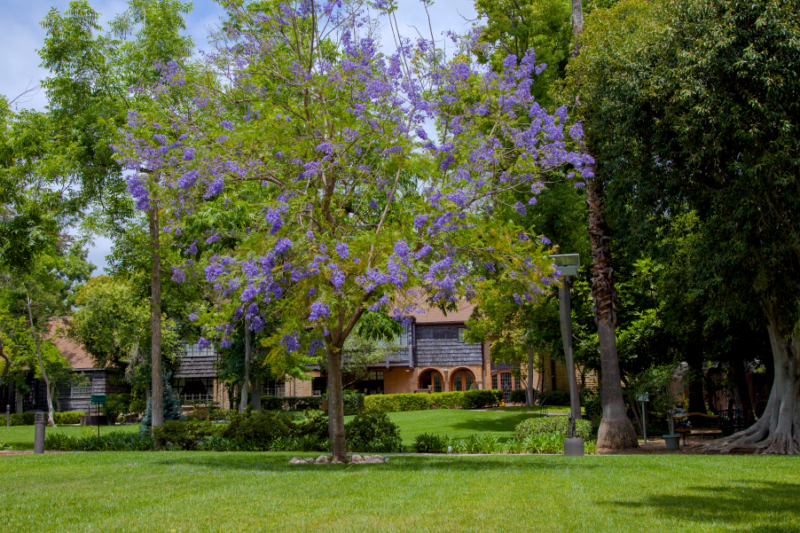 Las Encinas Hospital campus gardens and buildings in Pasadena, California