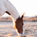 Seven Arrows Recovery