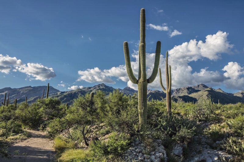 Desert walking trail with cactus at Sabino Recovery in Tucson