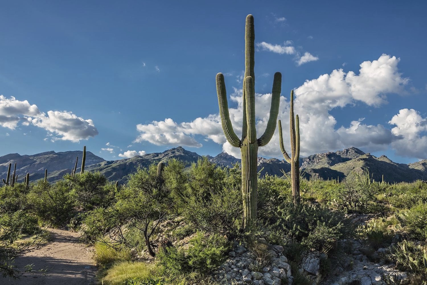 Desert walking trail with cactus at Sabino Recovery in Tucson