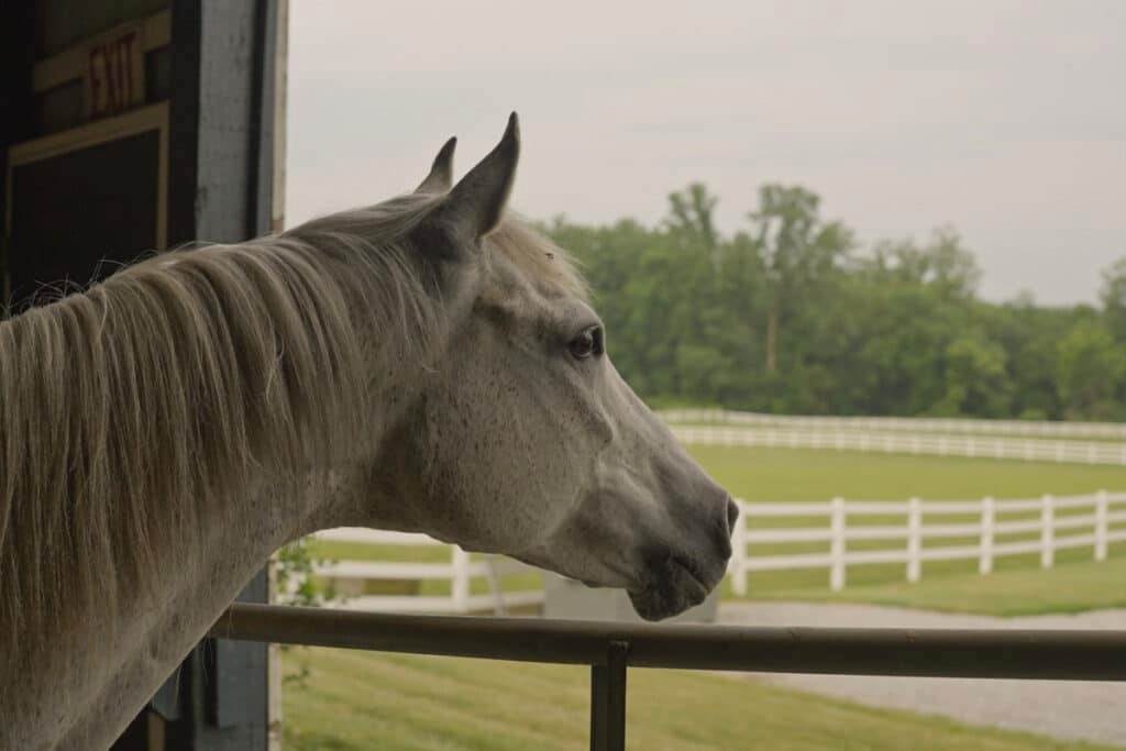 Horse and pasture at Selah House's equine program in Anderson, Indiana