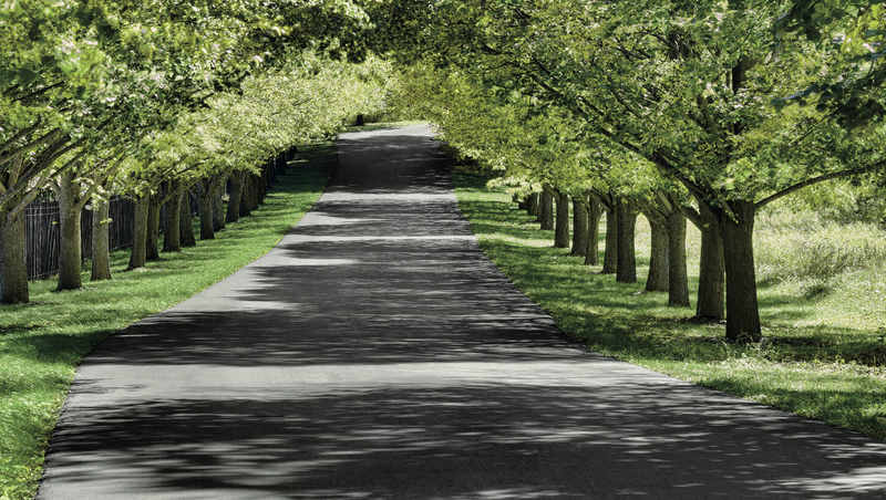 Tree-lined driveway featured in The Manor’s facility gallery